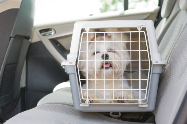 Dog sitting in a crate placed in the backseat of a car