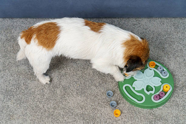 Dog using a puzzle toy to retrieve treats