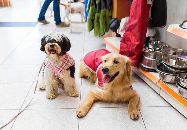 Dog in winter coat  and another in summer vest lying side by side 