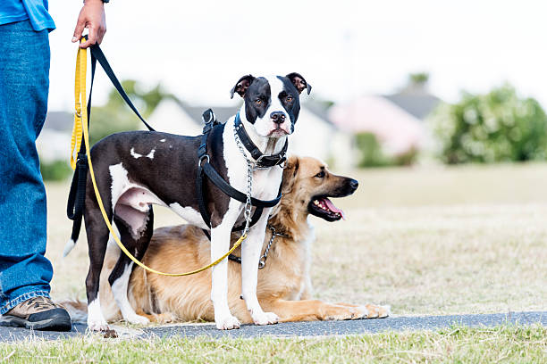 Dog wearing a harness and another wearing a collar for comparison
