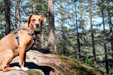Are Travel Harnesses Better Than Collars for Outdoor Adventures?