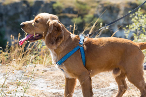 Dog wearing a no-pull harness on a walk