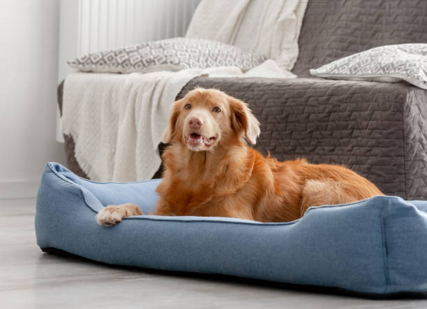 Large dog relaxing comfortably on an orthopedic bed in a cozy living room