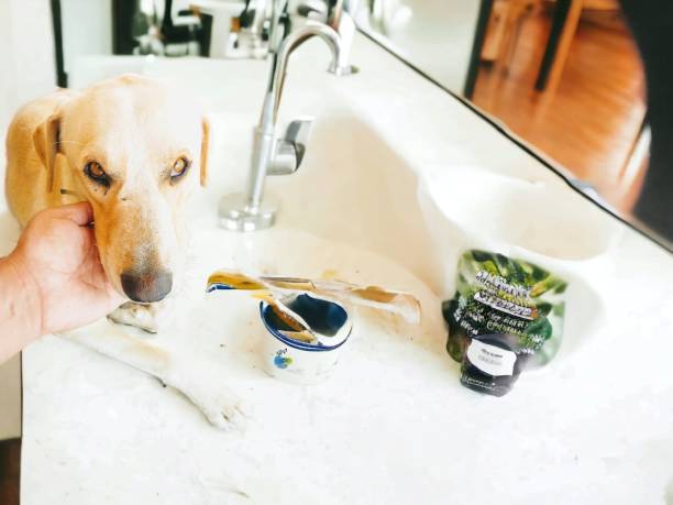 Dog looking at a human brush and pet safe toothbrush on a bathroom counter