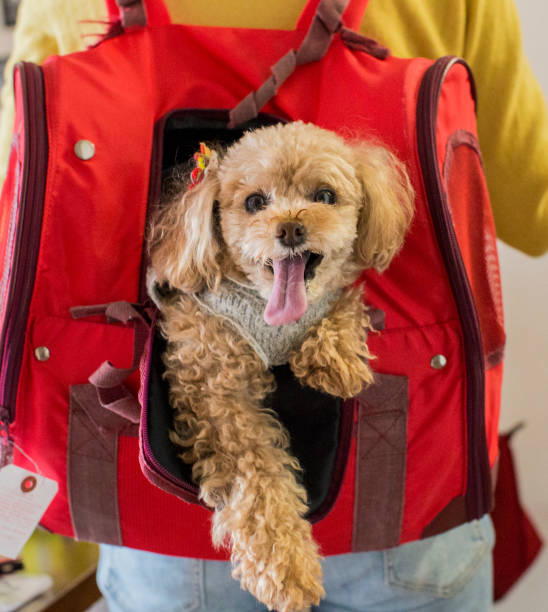 Medium-sized dog sitting comfortably in a backpack carrier