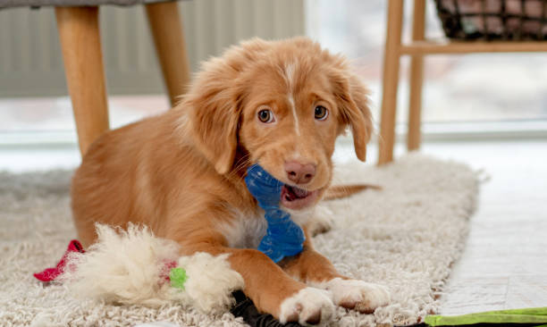 Puppy chewing on a teething toy on a carpeted floor