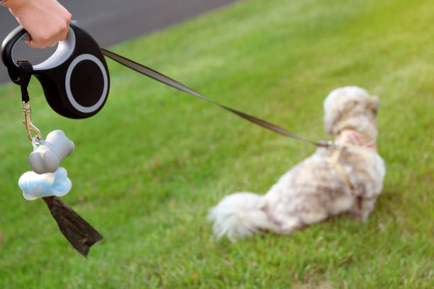 Retractable and standard dog leash side by side on grass