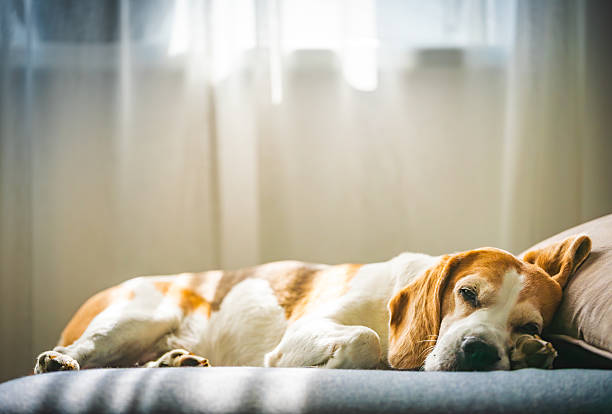 Senior dog sleeping peacefully on orthopedic bed in a sunny room