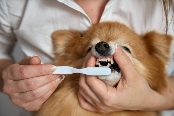 Toothbrush gently cleans fangs of German Spitz by a veterinarian in the clinic