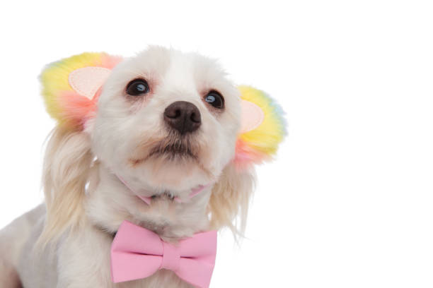 Small dog wearing a colorful bow on its head