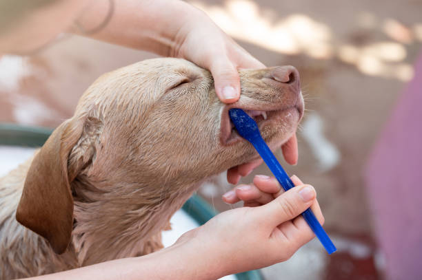Brushing young teeth of puppy