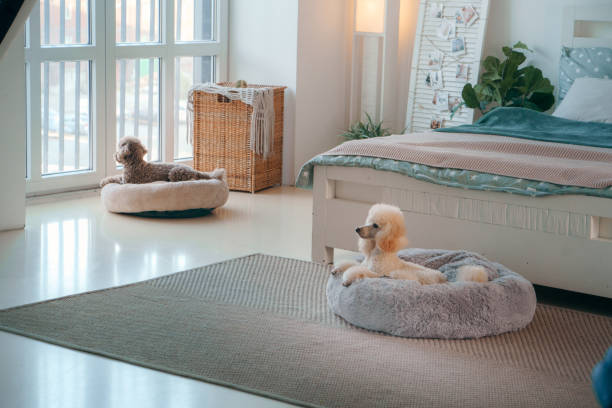 Dog resting on a clean and odor-resistant bed in a modern room