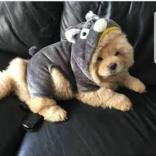 Cute puppy in a soft costume sitting safely indoors.
