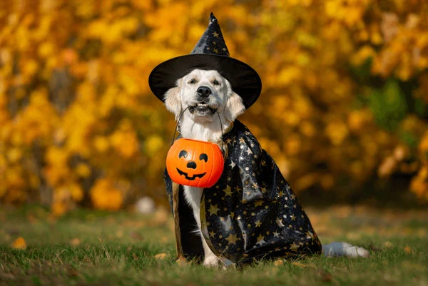Dog wearing bright costume posing for Instagram photo.