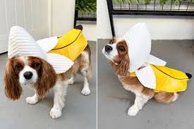 What’s the Best Fabric for Dog Costumes?