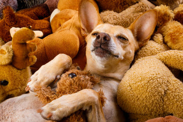How Often Should I Replace Stuffed Dog Toys?