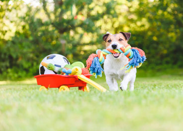 What’s the Difference Between Dog Chew Toys and Dog Puzzle Toys?