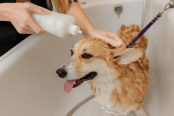 Dog getting conditioner applied during a bath