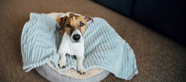 Dog resting on a washable dog bed with removable cover.