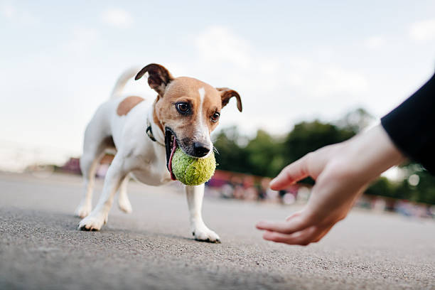Are There Balls That Are Safe for Large Dogs to Fetch?