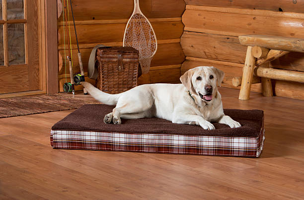 How Often Should I Replace My Dog’s Bed?