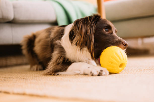 How Often Should I Replace Dog Toys?
