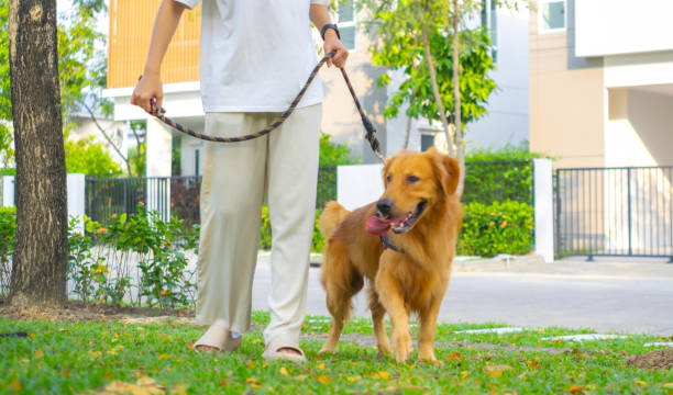 Dog on a safe leash walking with its owner outdoors.