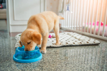 How Often Should a Puppy Eat Each Day?
