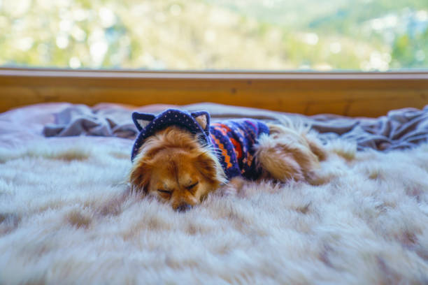 Dog peacefully napping while wearing a soft, comfortable costume.