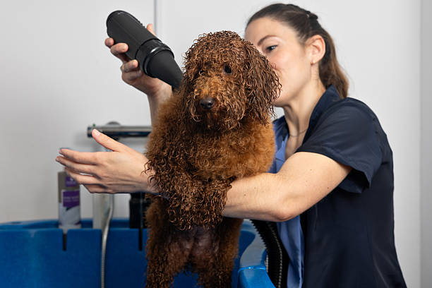 Professional dog dryer being used on a fluffy dog