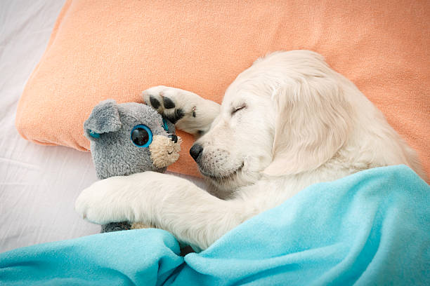 Plush toy with heartbeat feature helping dog relax.