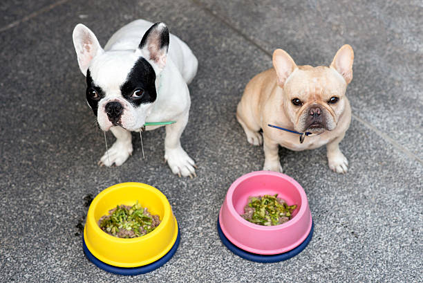 Puppy and adult dog with separate food bowls