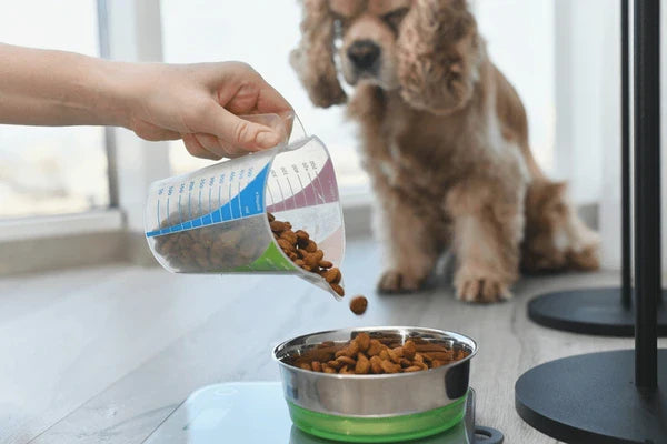 Dog beside measured bowls of food and a measuring cup for portions.