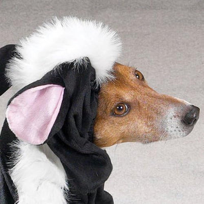 Lil' Stinker Dog Costume, Medium (fits lengths up to 16"), Black/White