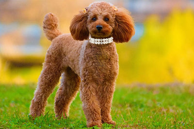Dog Collars with Pearls, Beaded Cat Collar Pu Leather Puppy Necklace with Crystal Rhinestone Diamond for Girl Kitten XXSmall Small Medium Female Dogs Jewelry Wedding & Birthday Party, M, White