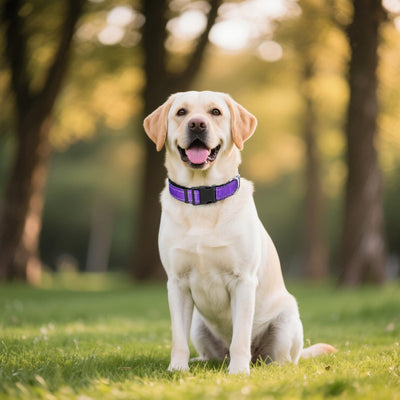 Reflective Dog Collar, Soft Neoprene Padded Nylon Pet Collar with Quick-Release Buckle, Adjustable for Large Dogs,Purple,L
