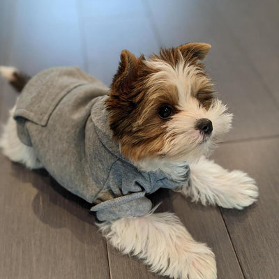 Jecikelon Winter Dog Hoodie Sweatshirts with Pockets Warm Dog Clothes for Small Dogs Chihuahua Coat Clothing Puppy Cat Custume (Grey, Medium)