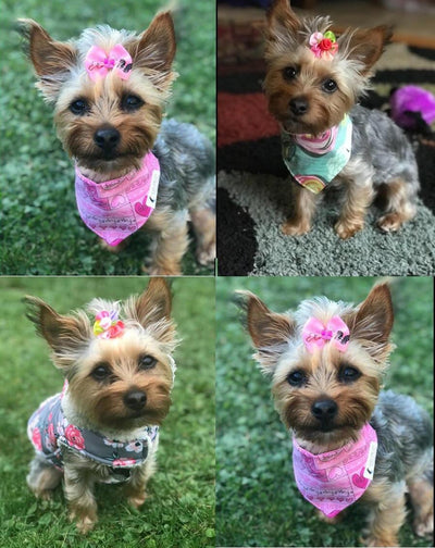 50pcs Dog Hair Accessories: Rhinestone Pearls Bowknots with Rubber Bands - Topknot Bows for Cute Styling