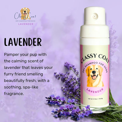 Dry Shampoo for Dogs (Lavender) | Waterless No-Rinse Spray Powder | Calming Lavender Scent | Soothing | Talc and Alcohol Free | Safe for Sensitive Skin | Made in USA