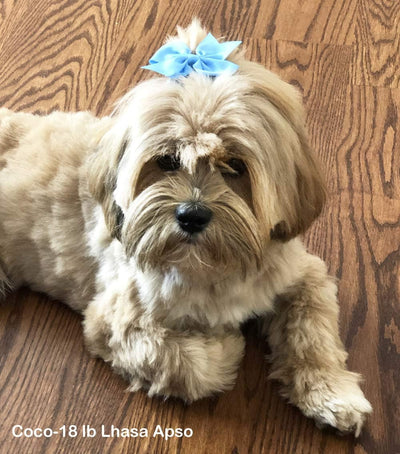 Cute Puppy Supplies Dog Accessories for Large Dogs,Dog Hair Bow,Dog Hair Bows for Medium Dogs,Pet Hair Accessories Bows for Dogs,Pet Grooming Products-8ct 3 Inch Small Dog Bows Girl Hair Clips