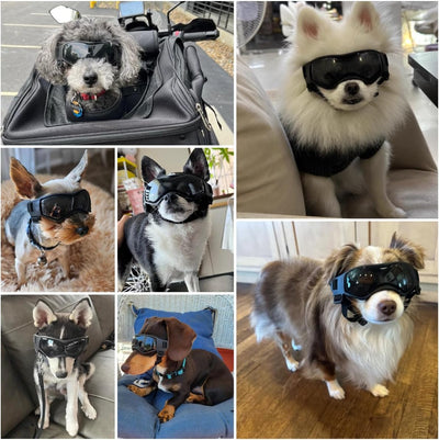 Gafas de sol para perros para razas pequeñas, protección UV, resistente al viento, con correas ajustables para la cabeza, correas de barbilla para paseo en automóvil, senderismo, viajes,