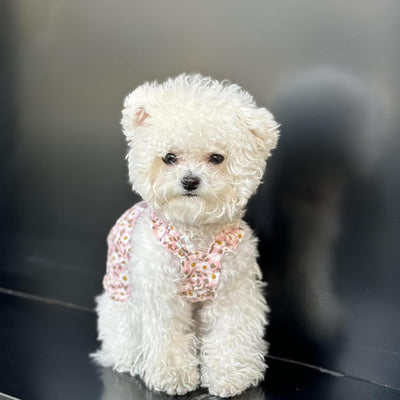 2Pcs Floral Dog Dress for Small Dog Girl Chihuahua Yorkies Princess Dress Summer Skirt for Puppy Kitten, Floral, L
