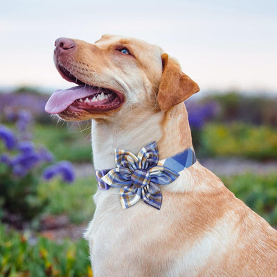 Plaid Boy Dog Collar Floral Male Dog Collars with Flower Bowtie Dog Collar for Cute Boy Male Cats Dogs Spring Summer Dog Collars for Small Medium Large Dogs for Your Fur Baby
