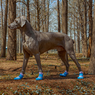 Dog Shoes, Waterproof Dog Boots & Paw Protectors with Anti-Slip Sole, 4pcs/Set Pet Dog Booties, Reflective Dog Shoes for Small Medium Large, Winter Snowy Summer Hot Pavement (Blue, 6# (L))
