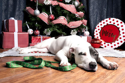 Country Brook Petz - Premium Candy Cane Christmas Dog Collar and Leash Set - Christmas Collection Featuring Festive Designs (1 Inch, Medium)