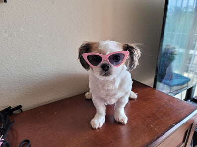 G005-jnst Dog Cat Pet Costume T Cat Eye Sunglasses for Medium Breeds 15-30lbs (Pink)