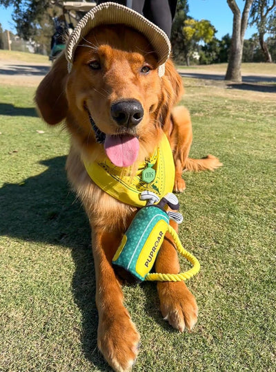 Golf Dog Toy – Funny Plush Gift with Squeaker, Crinkle & Rope – Cute Birthday Present for Puppies and Golf Lovers