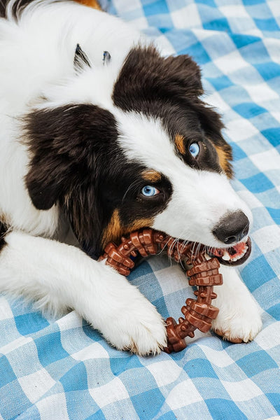 Nylabone Textured Ring Power Chew Toy for Dogs, Dog Toys for Aggressive Chewers, Flavor Medley, X-Large Dogs - 50+ lbs, 1 Count
