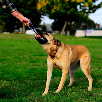 Chuckit! Ultra Tug Dog Toy, Medium Fetch and Dog Ball Tug Toy for Dogs 20-60 Pounds